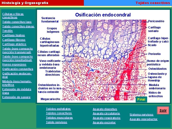 Tejidos conectivos Histología y Organografia Células y fibras conectivas Tejido conectivo laxo Tejido conectivo