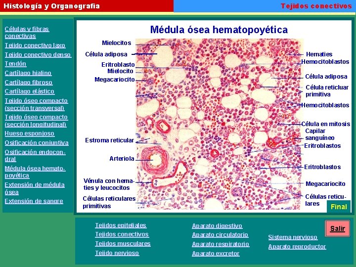 Tejidos conectivos Histología y Organografia Médula ósea hematopoyética Células y fibras conectivas Tejido conectivo