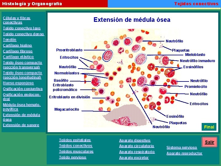 Tejidos conectivos Histología y Organografia Células y fibras conectivas Extensión de médula ósea Tejido
