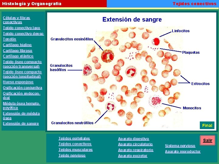 Tejidos conectivos Histología y Organografia Células y fibras conectivas Extensión de sangre Tejido conectivo