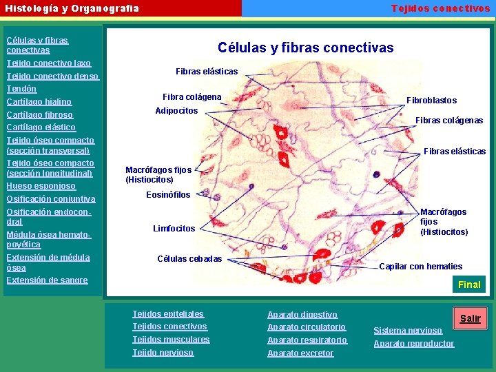 Tejidos conectivos Histología y Organografia Células y fibras conectivas Tejido conectivo laxo Tejido conectivo
