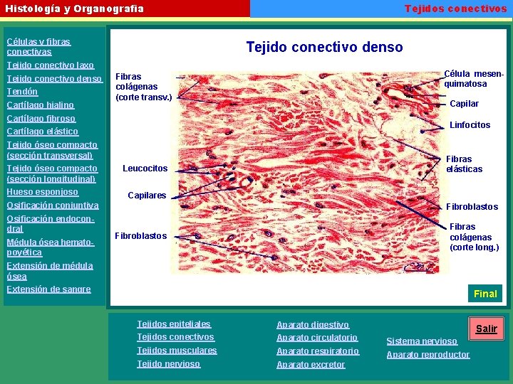 Tejidos conectivos Histología y Organografia Células y fibras conectivas Tejido conectivo denso Tejido conectivo