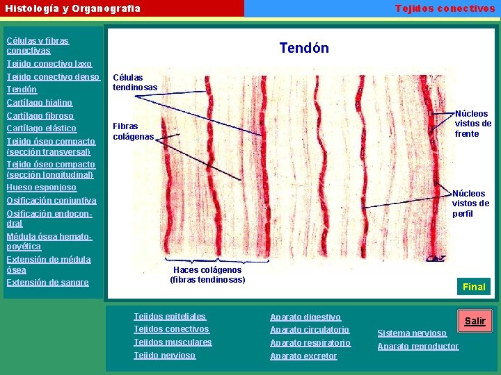 Tejidos conectivos Histología y Organografia Células y fibras conectivas Tendón Tejido conectivo laxo Tejido