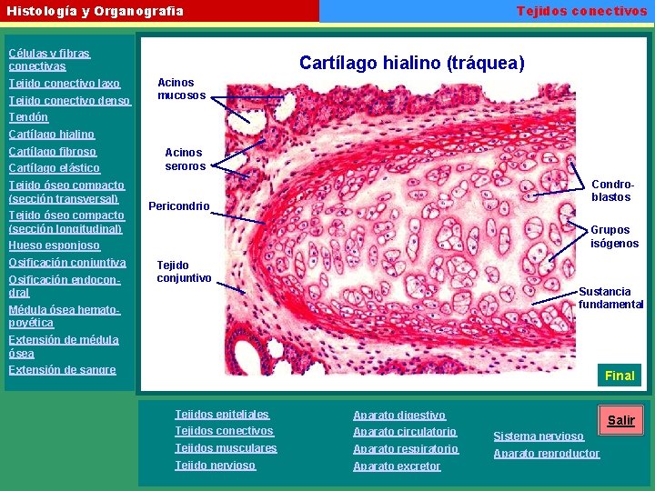 Tejidos conectivos Histología y Organografia Células y fibras conectivas Tejido conectivo laxo Tejido conectivo