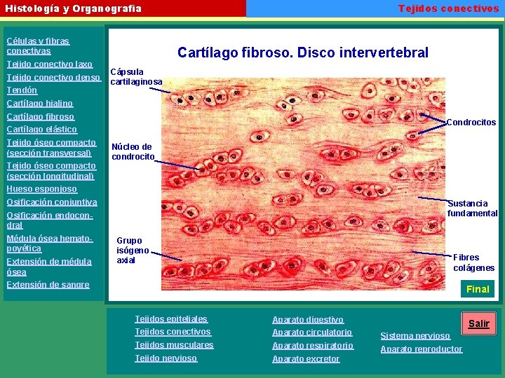 Tejidos conectivos Histología y Organografia Células y fibras conectivas Tejido conectivo laxo Tejido conectivo