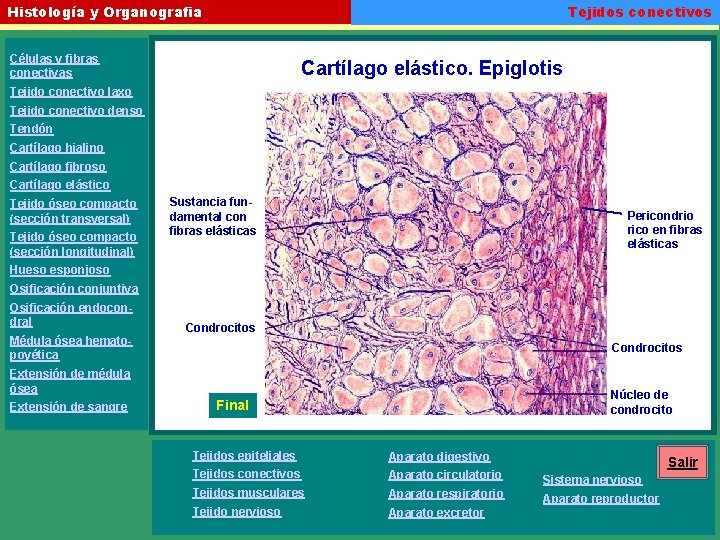 Tejidos conectivos Histología y Organografia Células y fibras conectivas Cartílago elástico. Epiglotis Tejido conectivo