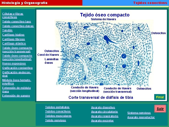 Tejidos conectivos Histología y Organografia Células y fibras conectivas Tejido óseo compacto Sistema de