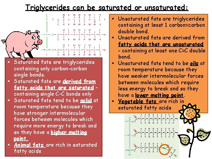 Triglycerides can be saturated or unsaturated: § Saturated fats are triglycerides containing only carbon-carbon