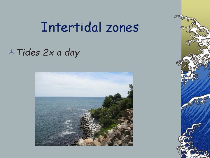 Intertidal zones ©Tides 2 x a day 