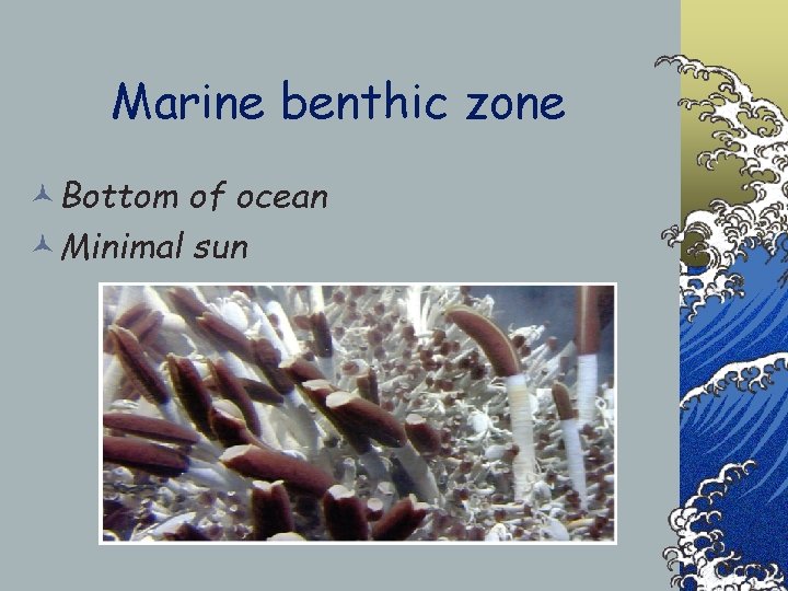 Marine benthic zone ©Bottom of ocean ©Minimal sun 