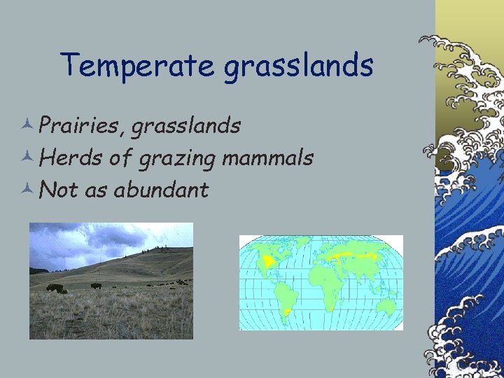Temperate grasslands ©Prairies, grasslands ©Herds of grazing mammals ©Not as abundant 