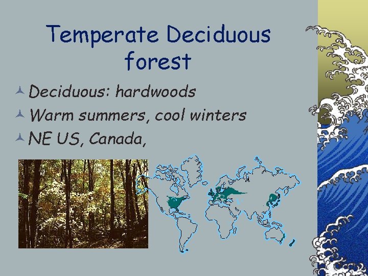 Temperate Deciduous forest ©Deciduous: hardwoods ©Warm summers, cool winters ©NE US, Canada, 