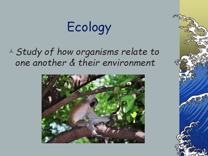 Ecology ©Study of how organisms relate to one another & their environment 