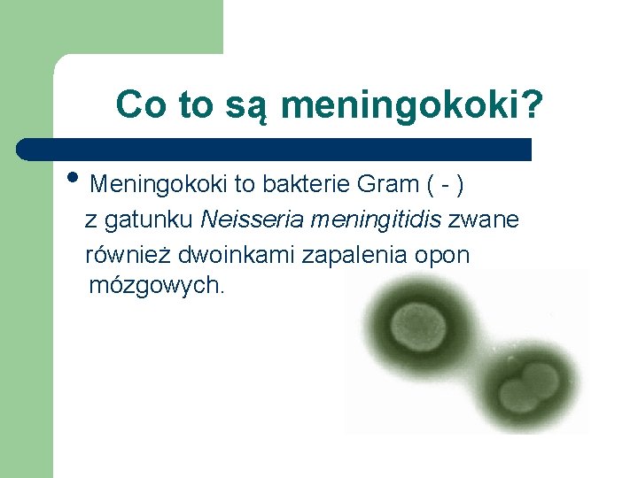 Co to są meningokoki? • Meningokoki to bakterie Gram ( - ) z gatunku