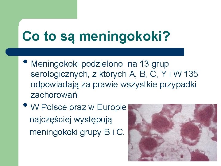 Co to są meningokoki? • Meningokoki podzielono • na 13 grup serologicznych, z których