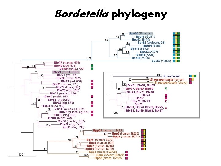 Bordetella phylogeny 