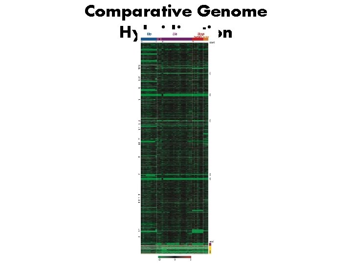 Comparative Genome Hybridization 