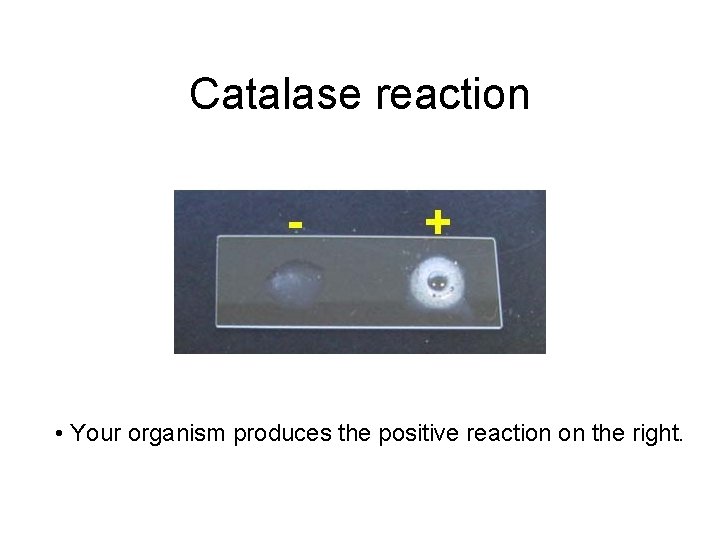 Catalase reaction • Your organism produces the positive reaction on the right. 