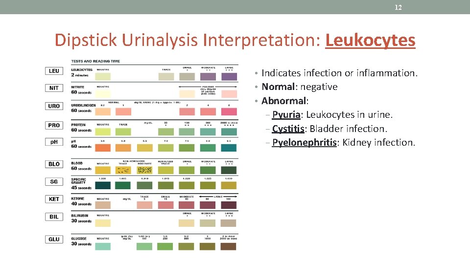 12 Dipstick Urinalysis Interpretation: Leukocytes • Indicates infection or inflammation. • Normal: negative •