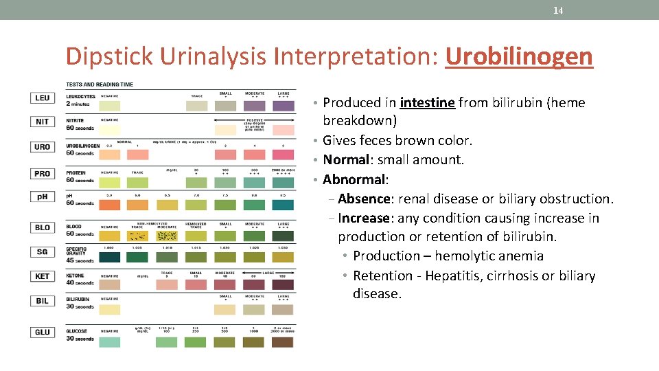 14 Dipstick Urinalysis Interpretation: Urobilinogen • Produced in intestine from bilirubin (heme breakdown) •