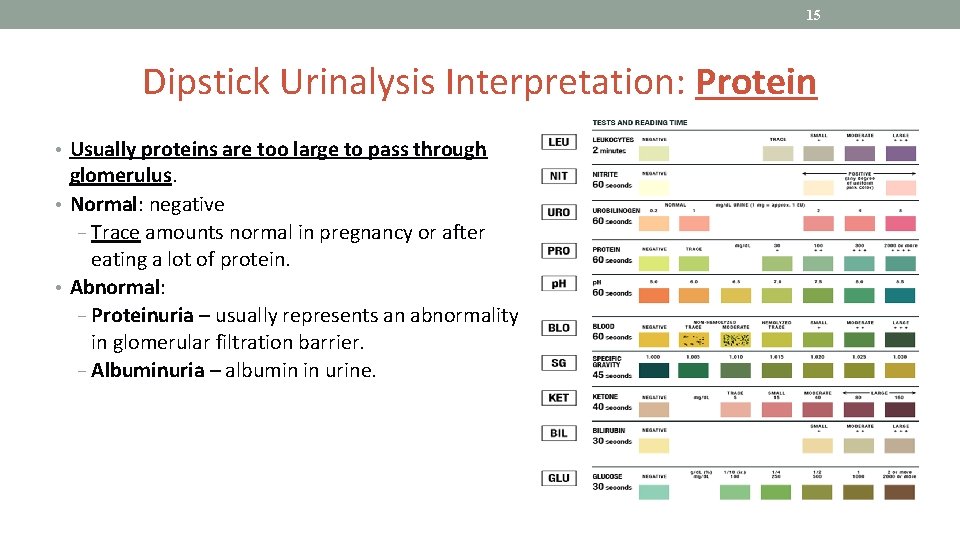 15 Dipstick Urinalysis Interpretation: Protein • Usually proteins are too large to pass through