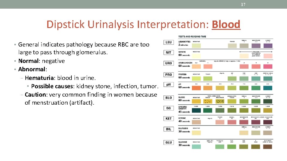 17 Dipstick Urinalysis Interpretation: Blood • General indicates pathology because RBC are too large