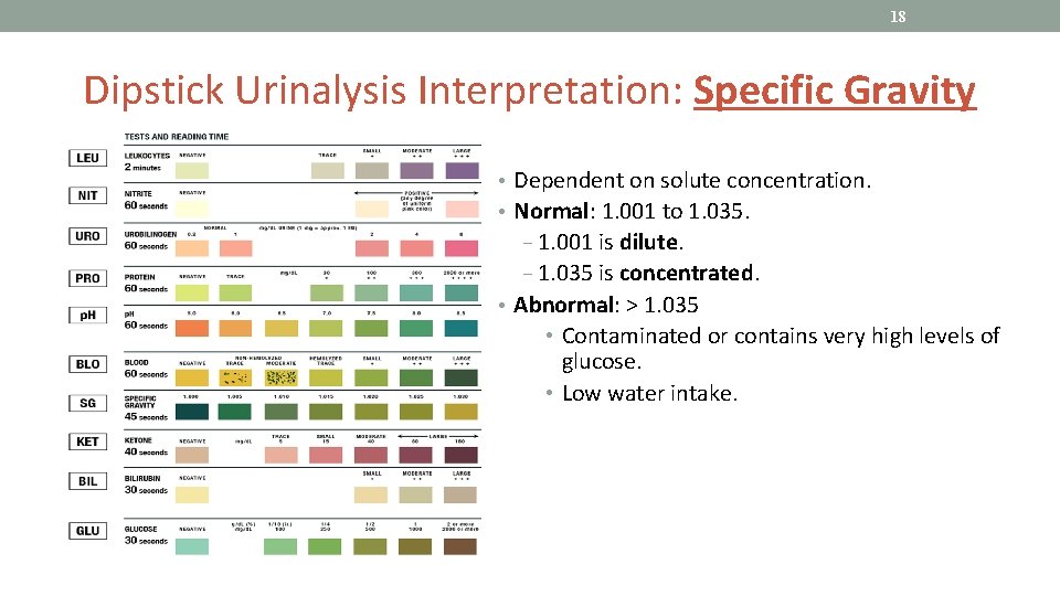 18 Dipstick Urinalysis Interpretation: Specific Gravity • Dependent on solute concentration. • Normal: 1.