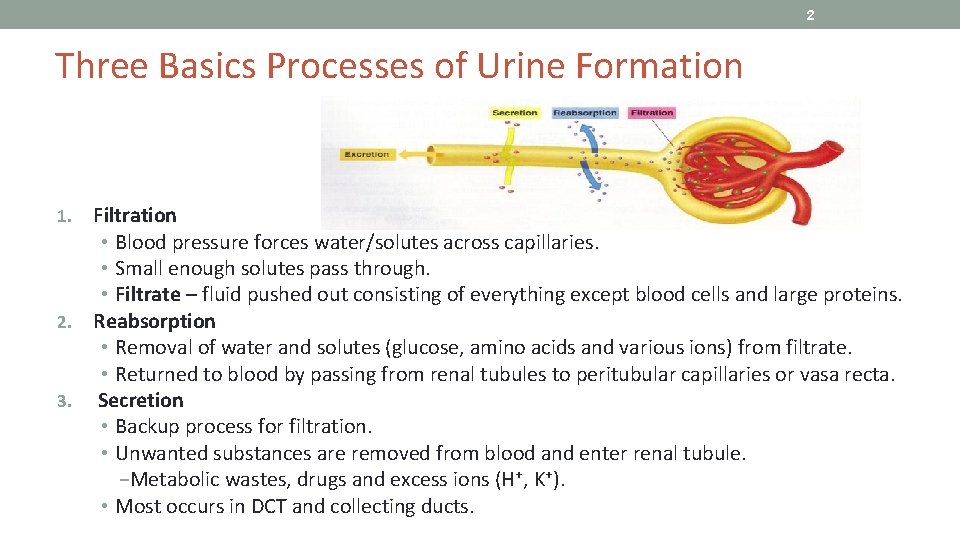 2 Three Basics Processes of Urine Formation Filtration • Blood pressure forces water/solutes across