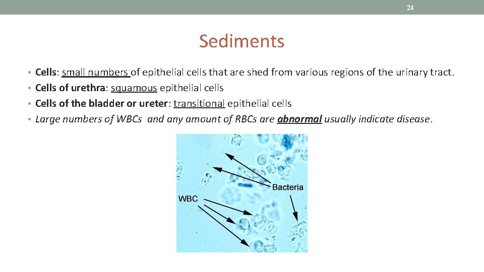 24 Sediments • Cells: small numbers of epithelial cells that are shed from various