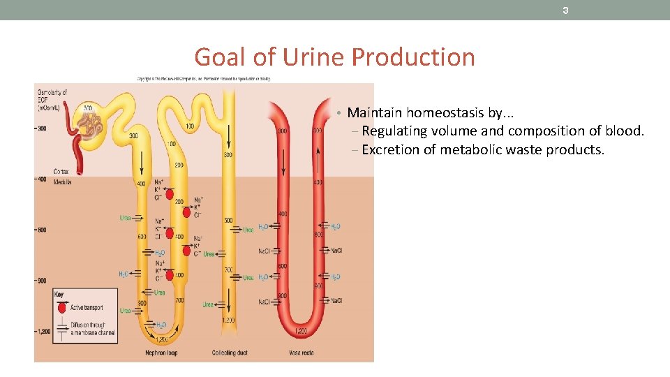 3 Goal of Urine Production • Maintain homeostasis by. . . ‒ Regulating volume