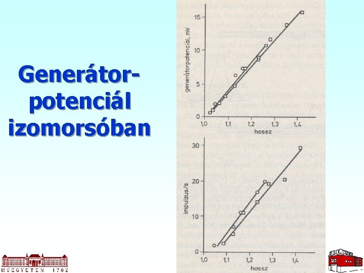 Generátorpotenciál izomorsóban 10 