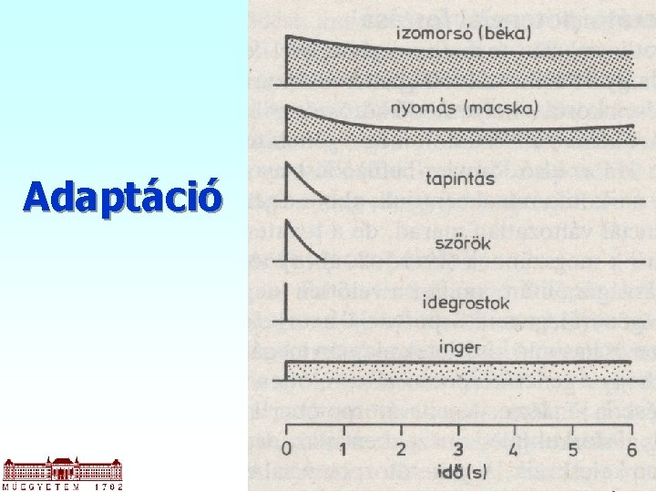 Adaptáció 12 