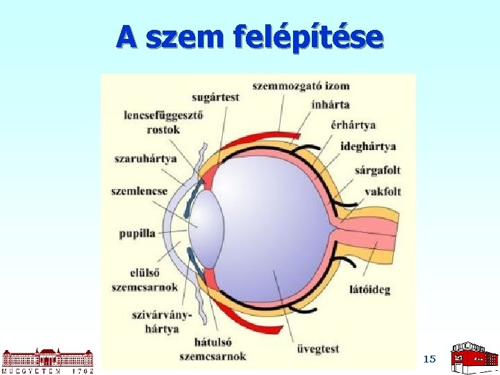 A szem felépítése 15 