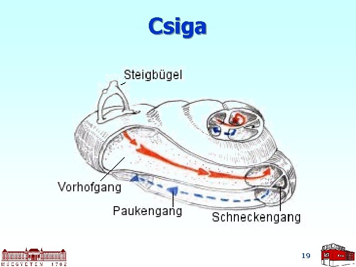 Csiga 19 