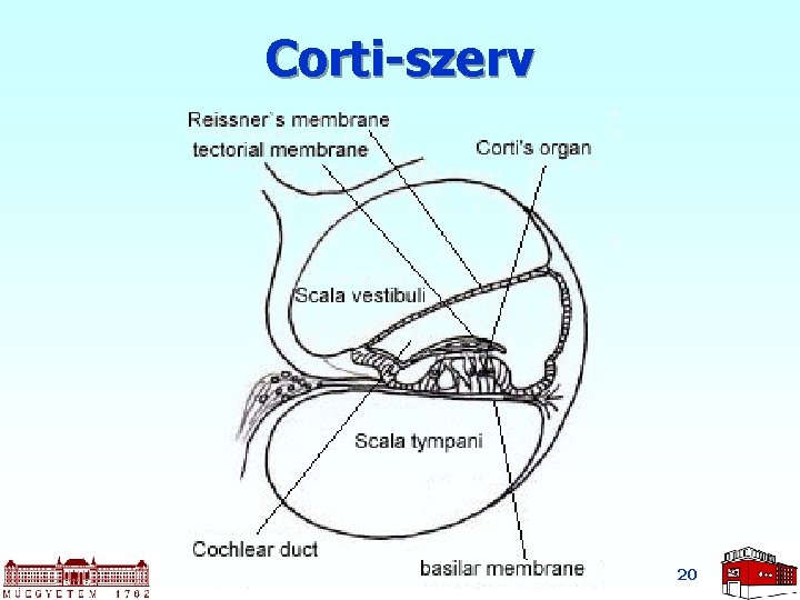 Corti-szerv 20 