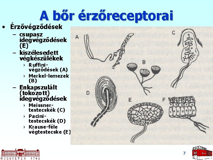 A bőr érzőreceptorai • Érzővégződések – csupasz idegvégződések (E) – kiszélesedett végkészülékek › Ruffinivégződések