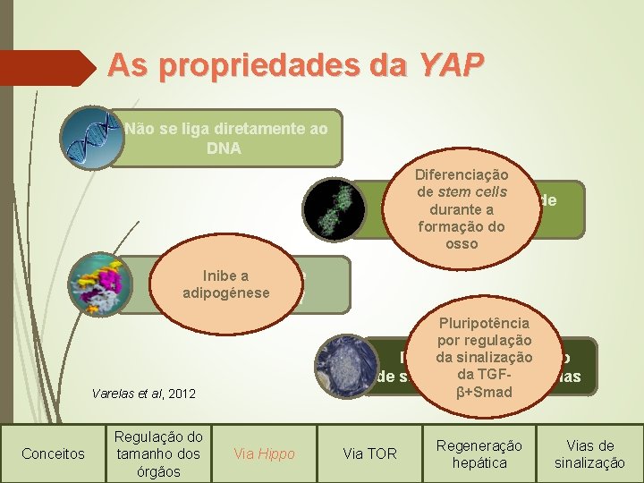 As propriedades da YAP Não se liga diretamente ao DNA Diferenciação de stem cells