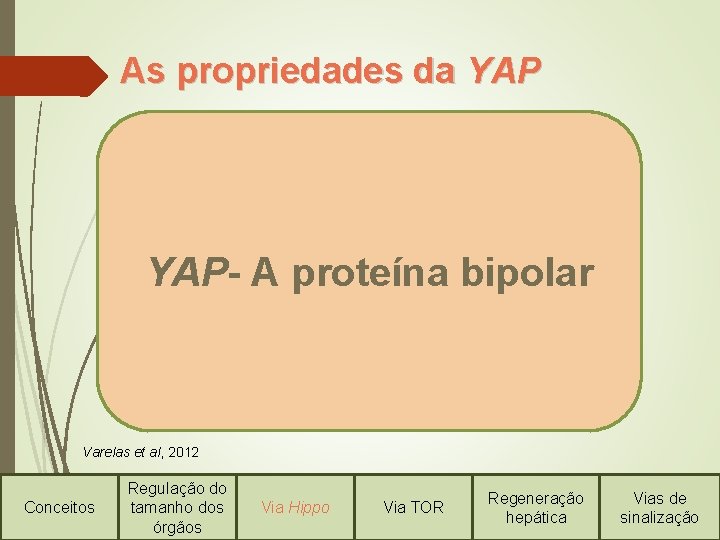 As propriedades da YAP Protege a p 73 de ubiquitinação YAP- A proteína bipolar
