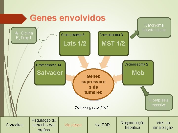 Genes envolvidos Ciclina E, Diap 1 Cromossoma 6 Lats 1/2 Cromossoma 3 MST 1/2