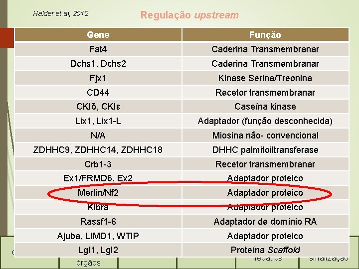 Halder et al, 2012 Regulação upstream Gene é regulada a Via. Função Como Hippo?