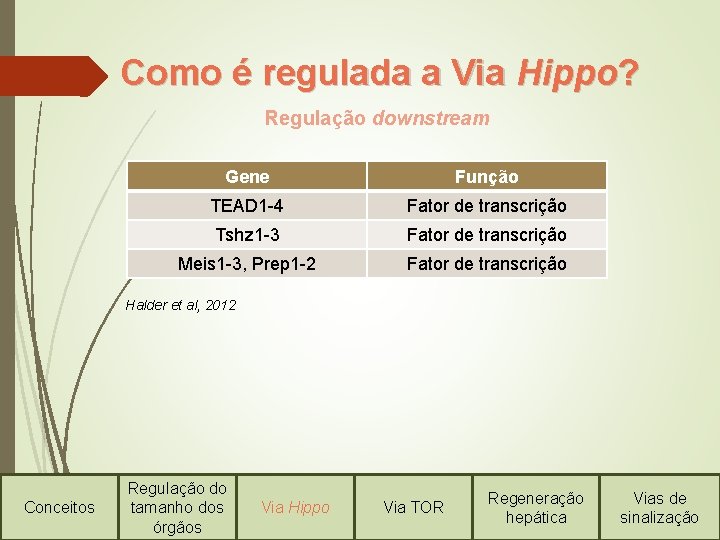 Como é regulada a Via Hippo? Regulação downstream Gene Função TEAD 1 -4 Fator