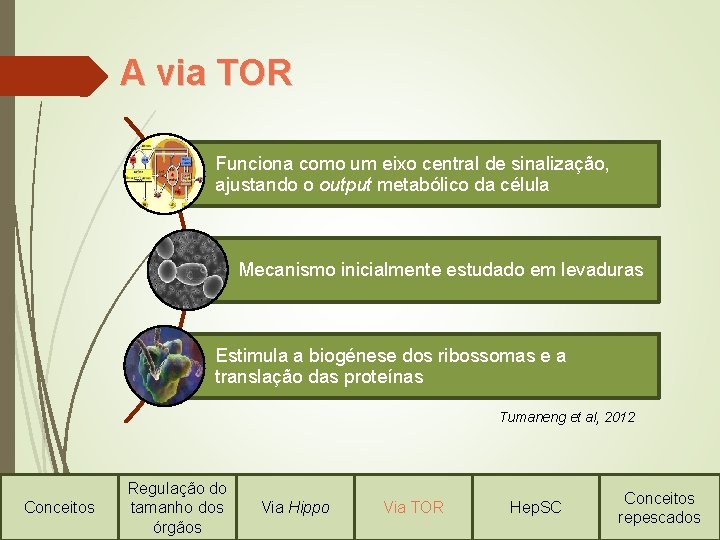 A via TOR Funciona como um eixo central de sinalização, ajustando o output metabólico