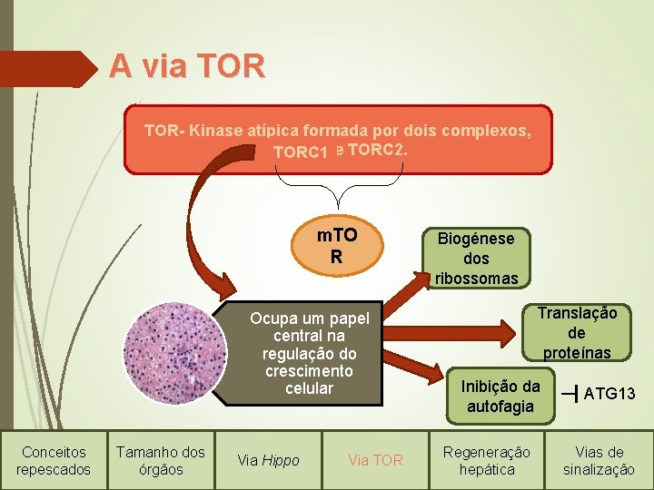 A via TOR- Kinase atípica formada por dois complexos, TORC 1 e TORC 2.