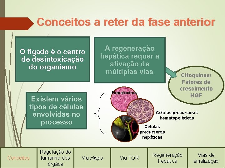 Conceitos a reter da fase anterior O fígado é o centro de desintoxicação do