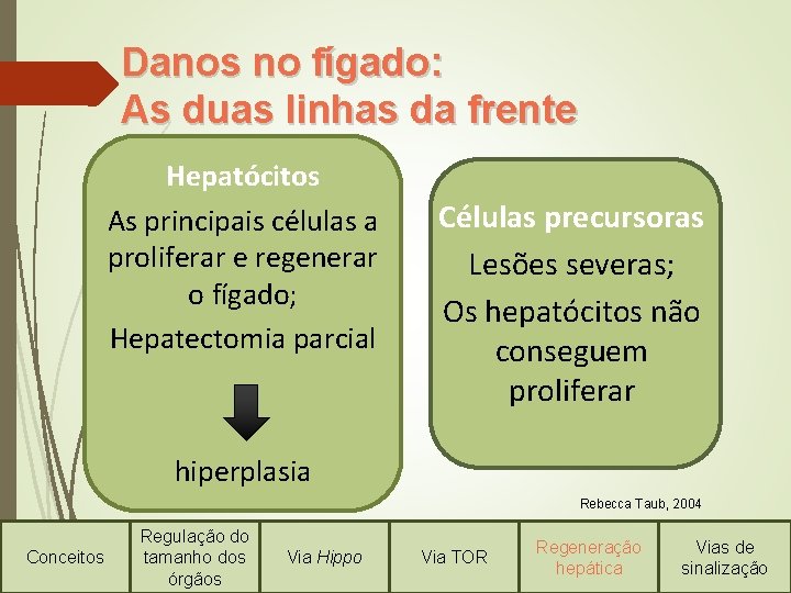 Danos no fígado: As duas linhas da frente Hepatócitos As principais células a proliferar