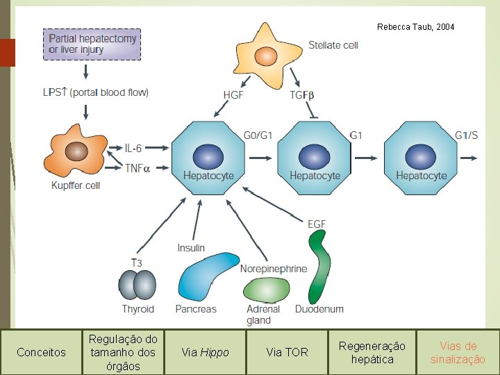 Rebecca Taub, 2004 Conceitos Regulação do tamanho dos órgãos Via Hippo Via TOR Regeneração