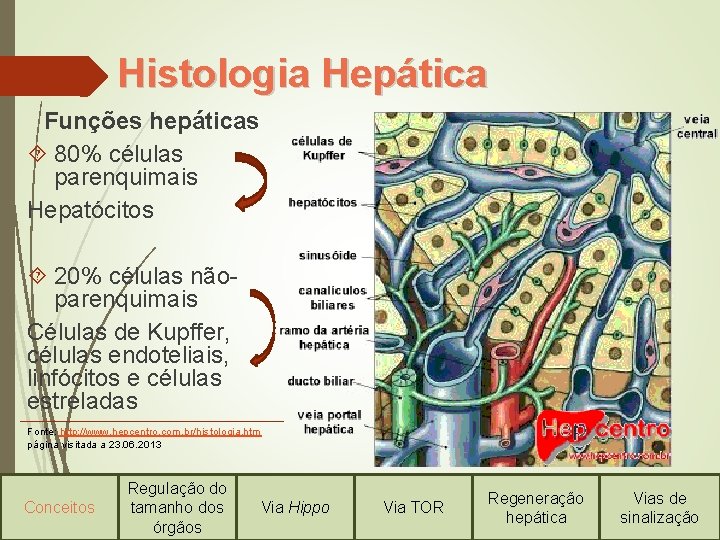 Histologia Hepática Funções hepáticas 80% células parenquimais Hepatócitos 20% células nãoparenquimais Células de Kupffer,