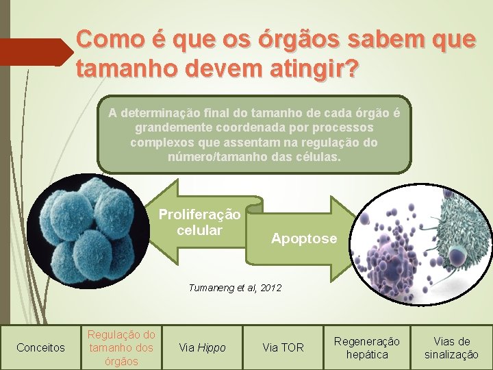 Como é que os órgãos sabem que tamanho devem atingir? A determinação final do