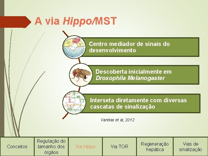 A via Hippo/MST Centro mediador de sinais do desenvolvimento Descoberta inicialmente em Drosophila Melanogaster