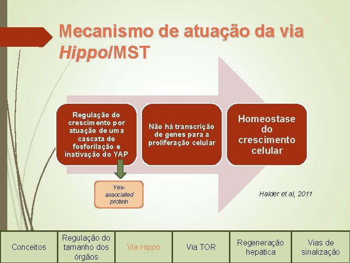 Mecanismo de atuação da via Hippo/MST Regulação do crescimento por atuação de uma cascata